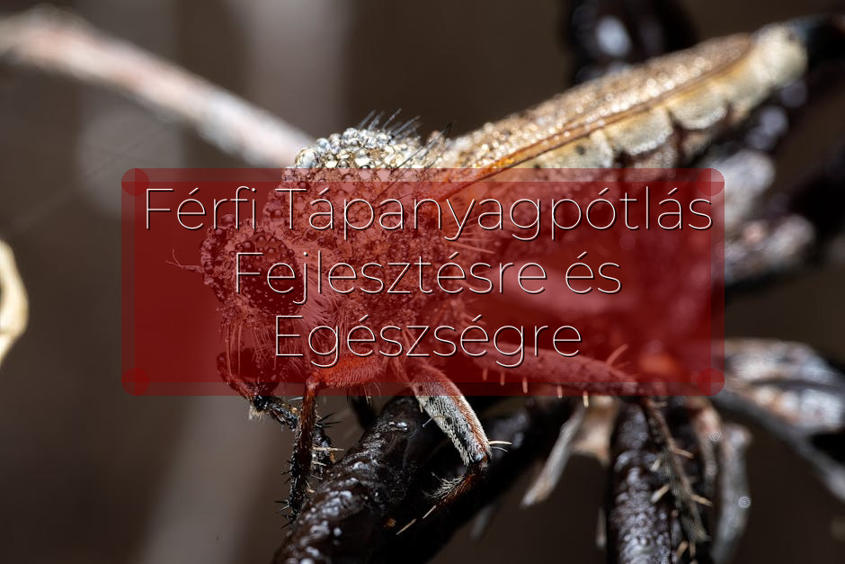 Férfi Tápanyagpótlás Fejlesztésre és Egészségre